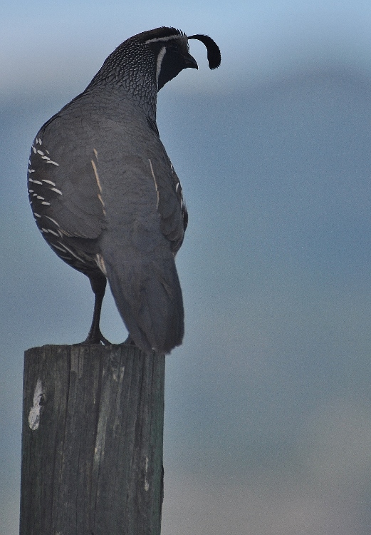 quail on post